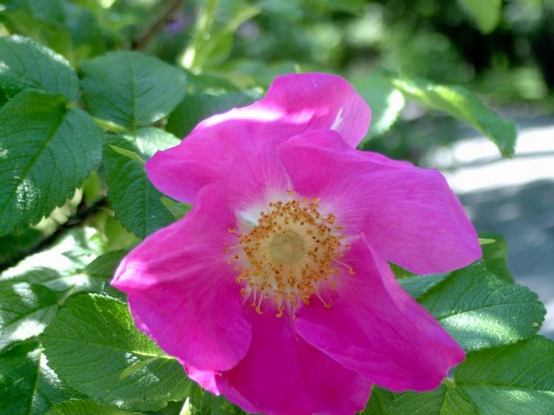 foto_11.jpg